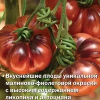 Купить семена Томат Черничный десерт Купить семена Томат Черничный десерт