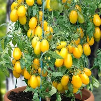 Купить семена Томат черри ампельный желтый Ампельмон