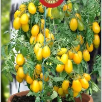 Купить семена Томат черри ампельный желтый Ампельмон