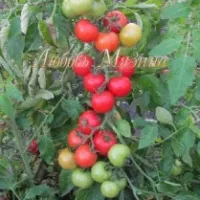 Купить семена Томат черри Детский