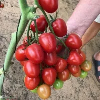 Купить семена Томат черри Ира Купить семена Томат черри Ира