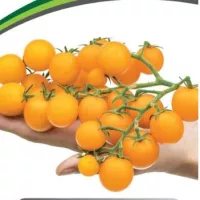 Купить Томат черри Краски