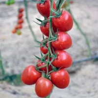 Купить семена Томат черри Ликопа F1 Купить семена Томат черри Ликопа F1