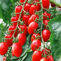 Купить семена Томат Черри Марс Купить семена Томат Черри Марс