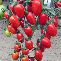 Купить семена Томат черри от Юрия Купить семена Томат черри от Юрия