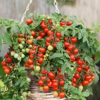 Купить семена Томат Пиноккио