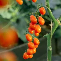 Купить семена Томат черри Савва Купить семена Томат черри Савва