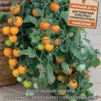 Купить семена Томат черри Золотая гроздь