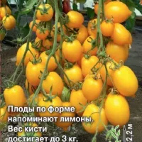 Купить семена Томат Чудо света (Лимон лиана)