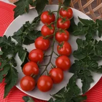 Купить семена Томат Дачное лакомство черри Вкуснотека