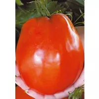Купить семена Томат Де барао гигант
