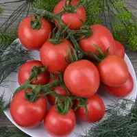 {[ru]Купить Томат Де барао розовый