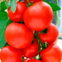 Купить семена Томат  Спрут