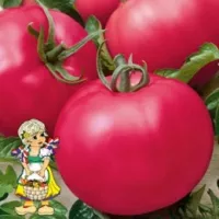 Купить семена Томат Фенда Купить семена Томат Фенда