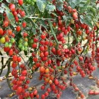 Купить семена Томат Финик Красный Купить семена Томат Финик Красный