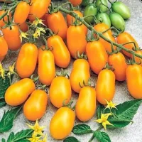 Купить Томат Финик Желтый F1