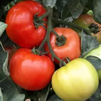 Купить семена Томат Флорида Купить семена Томат Флорида
