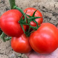 Купить семена Томат Гилгал F1 Купить семена Томат Гилгал F1