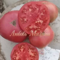 Купить семена Томат Гном Укус Змеи