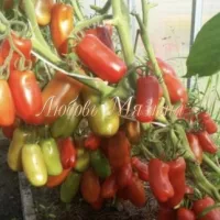 Купить семена Томат Веселый гном