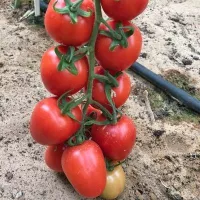 Купить семена Томат Гроздевой Купить семена Томат Гроздевой