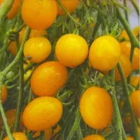 Купить Томат Ильди