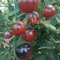 Купить семена Томат Индиго Черника