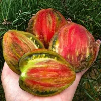 Купить семена томата Изумрудная карамель Елены