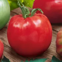 Купить семена Томат Калабрезе Купить семена Томат Калабрезе