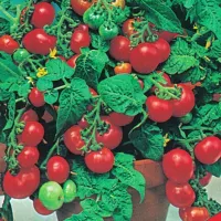 Томат Карликовый Минибел