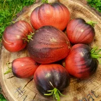 Купить семена Томат КАС 21