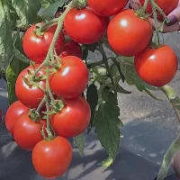 Купить семена Томат Катя F1