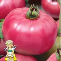 Купить семена Томат Кибо (Зерси) F1 (Китано) (розовые томаты)