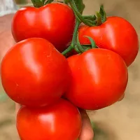 Купить семена Томат Кохава Купить семена Томат Кохава