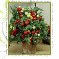 Купить семена Томат черри Микро Том
