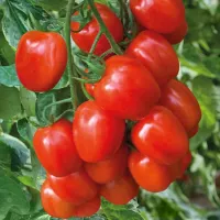 Купить семена Томат Конфетто