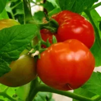 Купить семена Томат Корнет