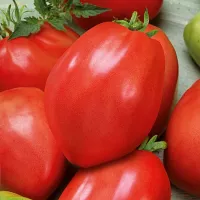 КУпить Томат Королевский пингвин КУпить Томат Королевский пингвин