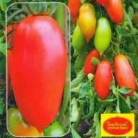 Купить семена Томат Красавчик F1