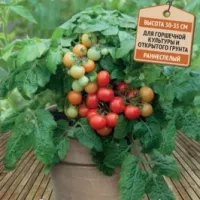 Купить семена Томат Красная шапочка
