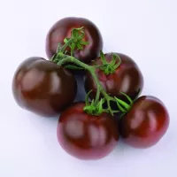 Купить семена Томат Креолка Купить семена Томат Креолка