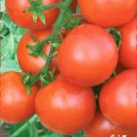 Купить семена Томат Купидон
