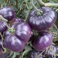 Купить семена Томат Лазурный гигант