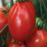 Купить семена Томат Легенда мультифлора