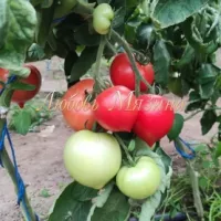 Купить семена Томат Королевский пингвин
