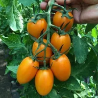 Томат Луштица Томат Луштица