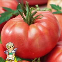 Купить семена Томат Львович F1