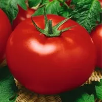 Купить семена Томат Магнус F1