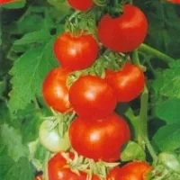 Купить семена Томат Малышок