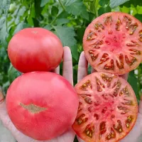 Купить семена Томат Мануза Купить семена Томат Мануза